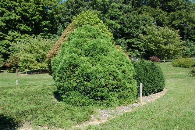 Cryptomeria japonica 