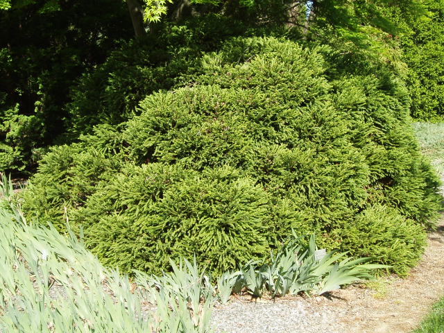 Cryptomeria japonica 