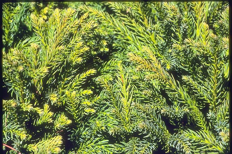 Cryptomeria japonica 