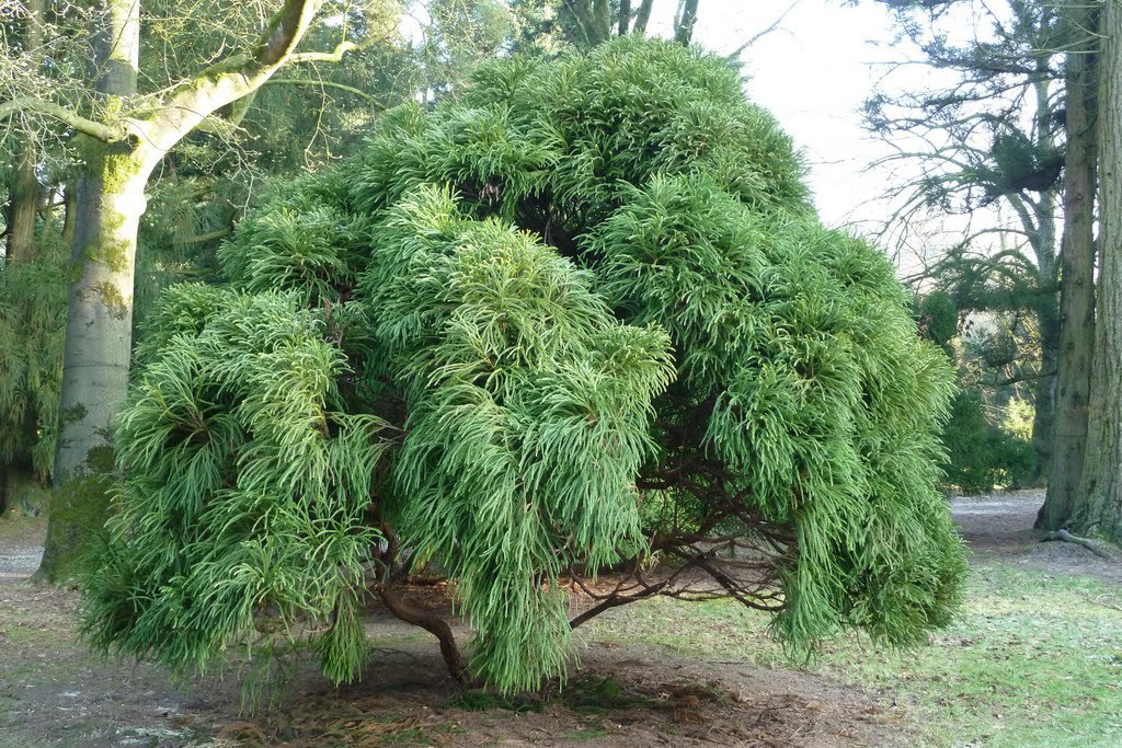 Cryptomeria japonica 