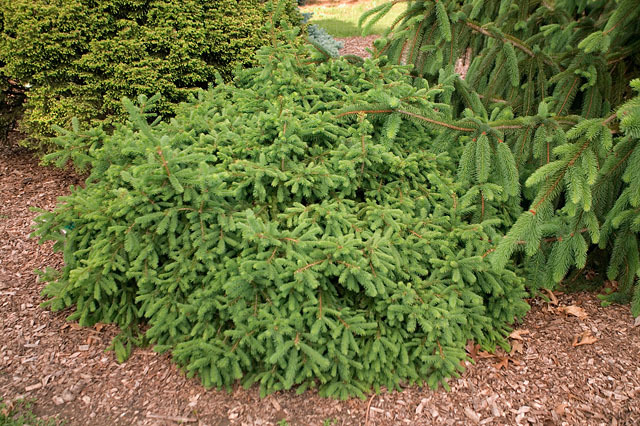 Picea abies 