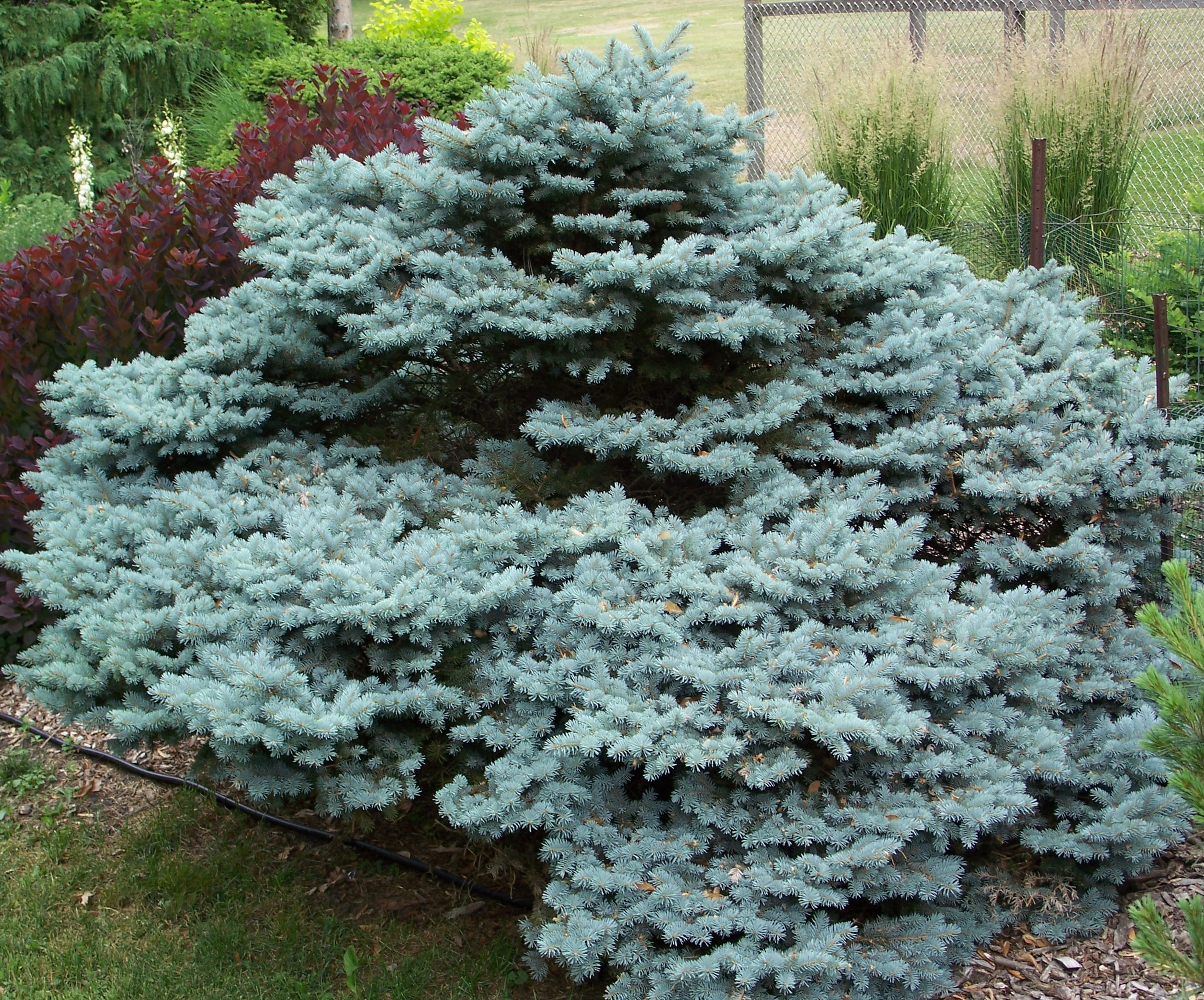 Picea pungens 
