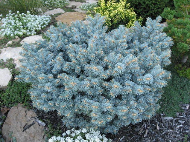 Picea pungens 