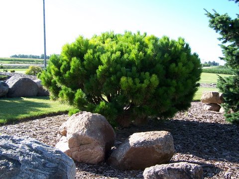 Pinus densiflora 