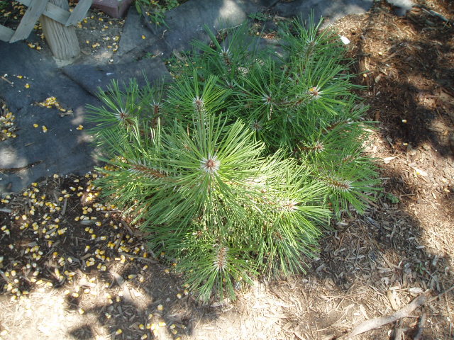 Pinus nigra 