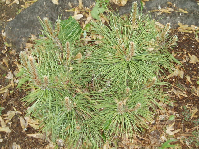 Pinus nigra 