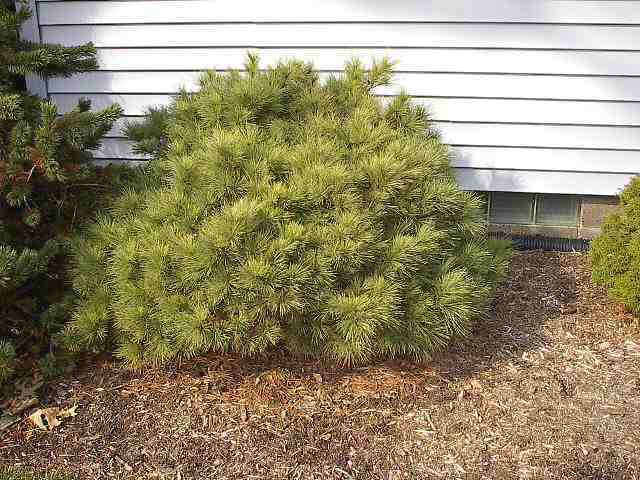 Pinus strobus 