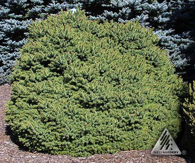 Picea pungens 