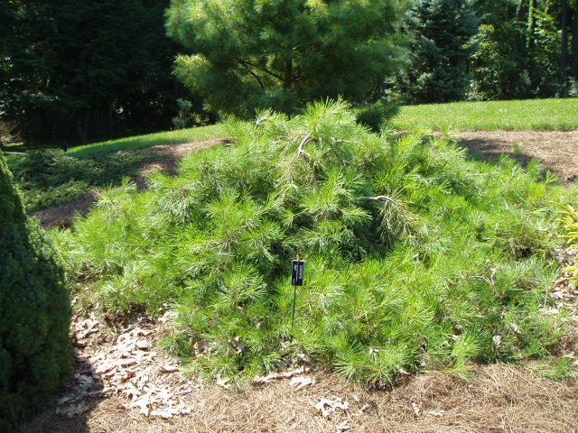 Pinus densiflora 