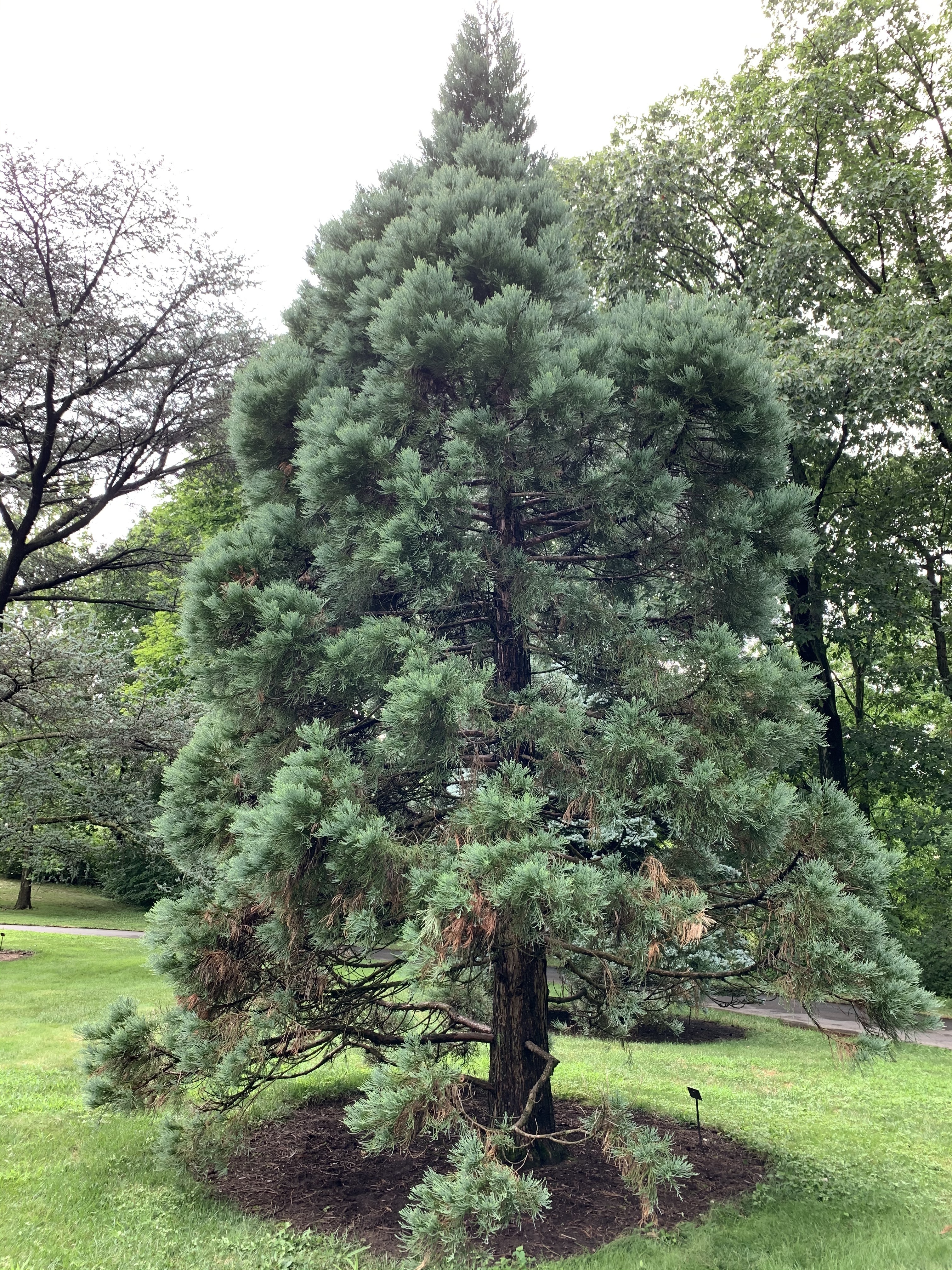 Sequoiadendron giganteum 