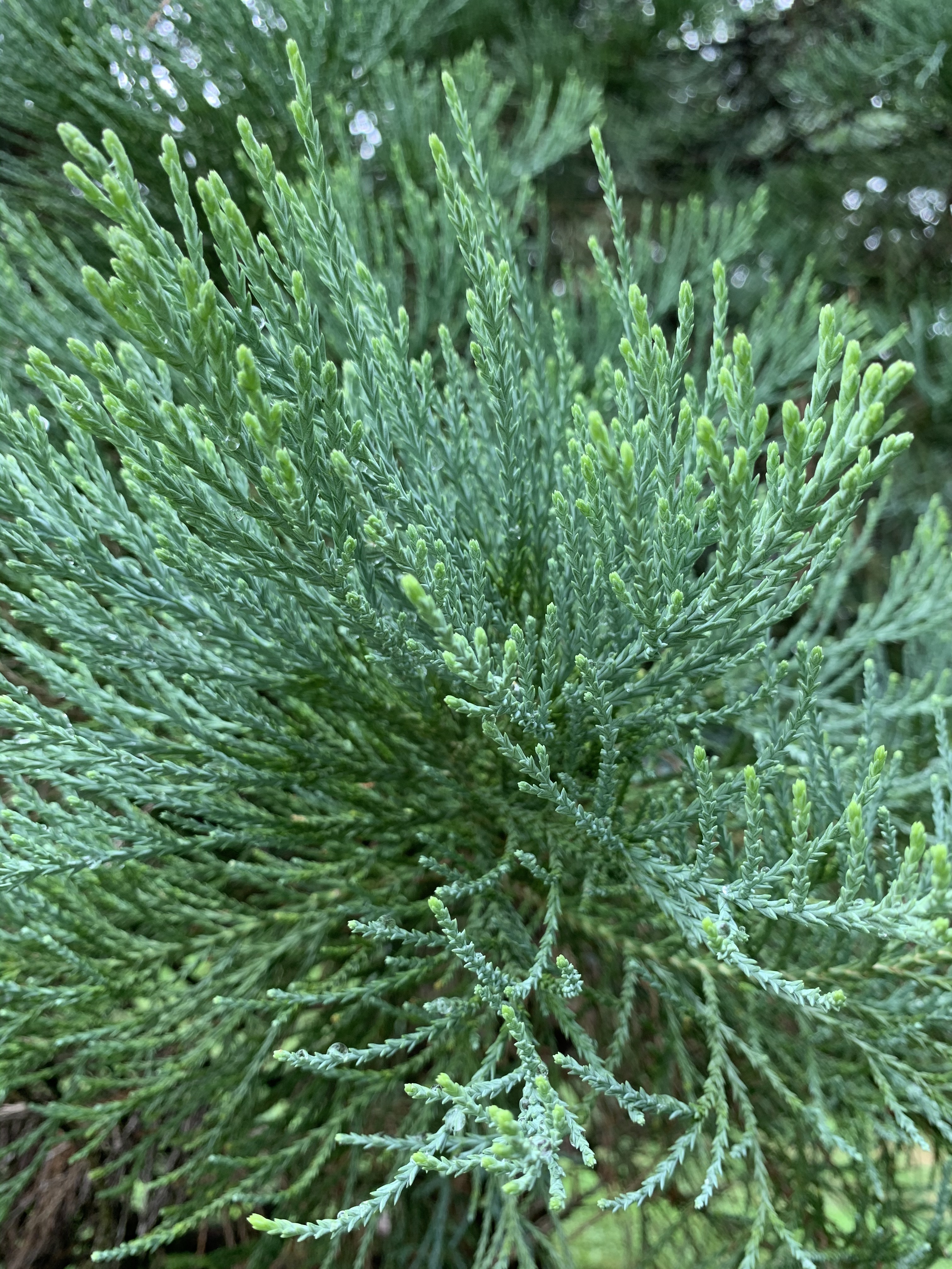 Sequoiadendron giganteum 