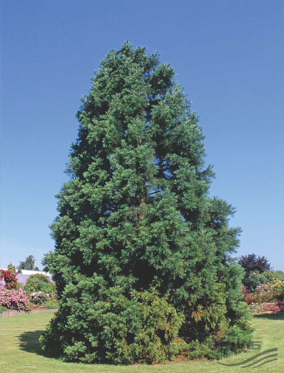 Sequoiadendron giganteum 