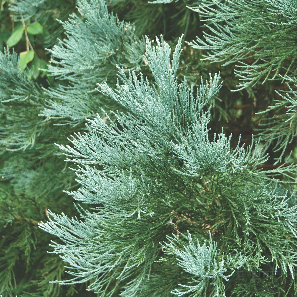 Sequoiadendron giganteum 