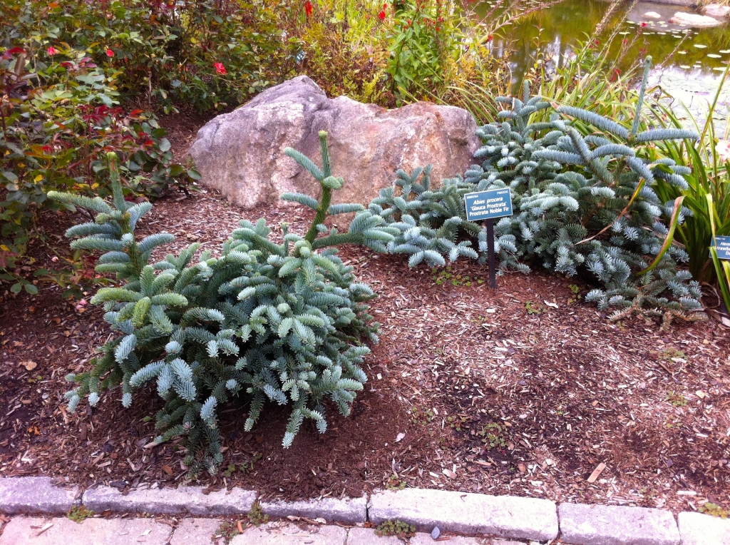 Abies procera 