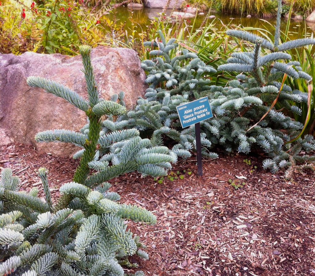 Abies procera 