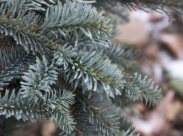 Abies procera 