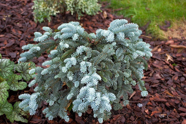 Abies procera 