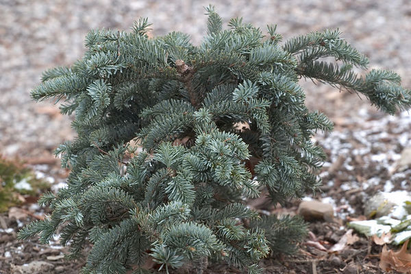 Abies procera 