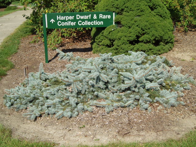 Picea pungens 