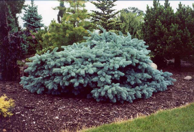 Picea pungens 