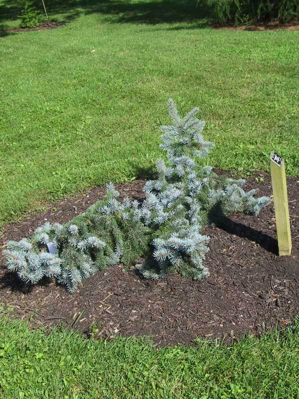 Picea pungens 