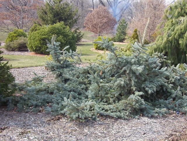 Picea pungens 