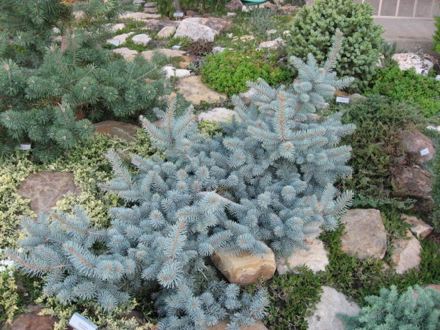 Picea pungens 
