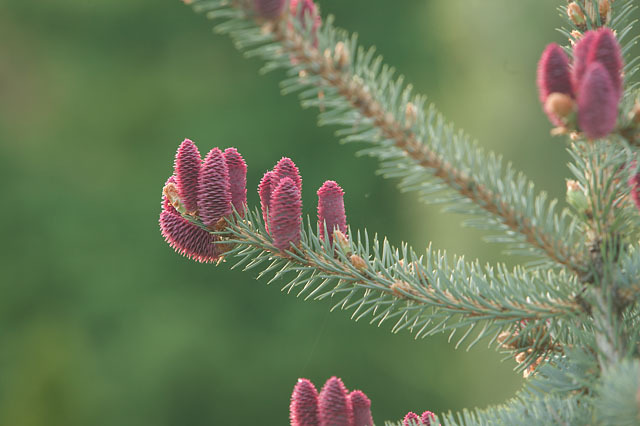 Picea pungens 