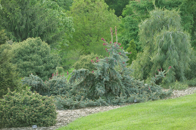 Picea pungens 