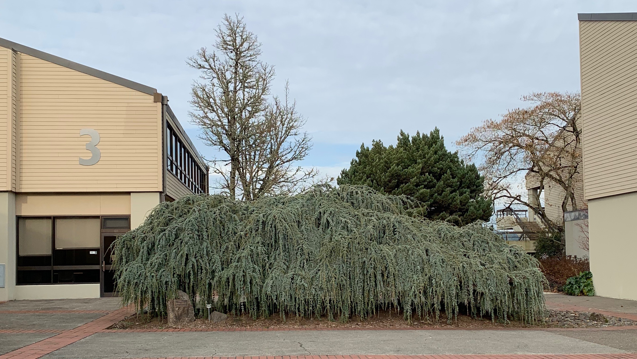 Cedrus atlantica 