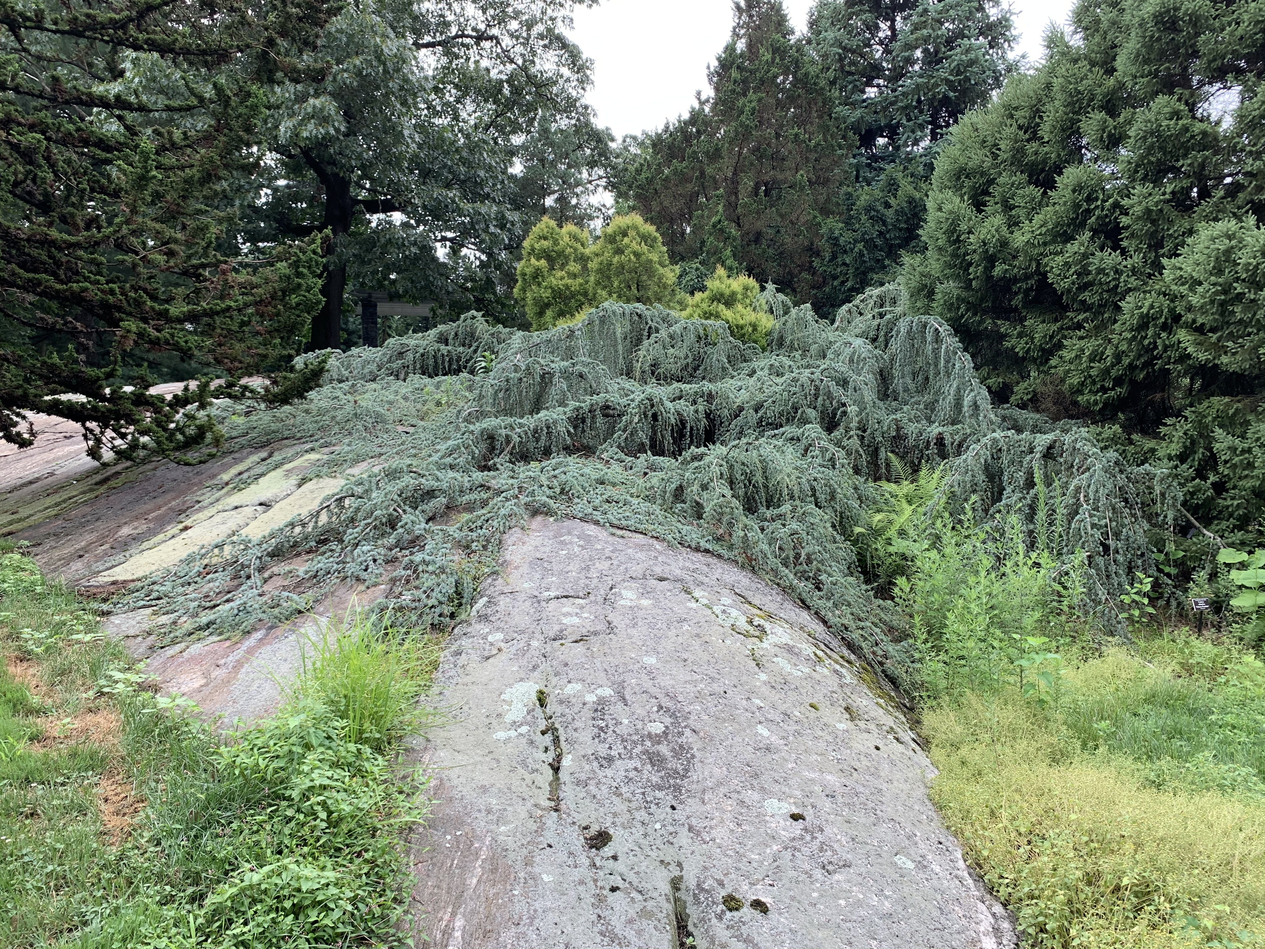 Cedrus atlantica 
