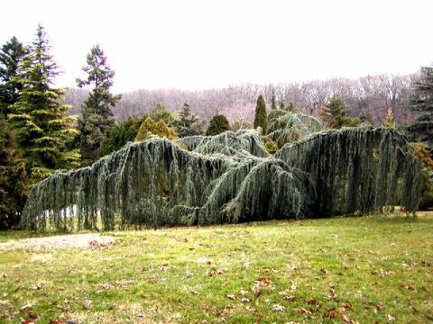 Cedrus atlantica 