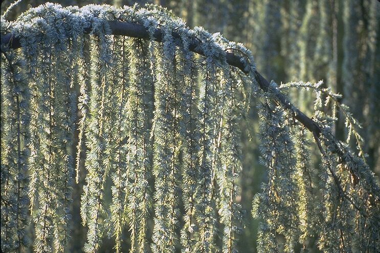 Cedrus atlantica 