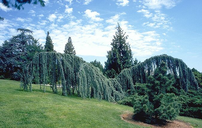 Cedrus atlantica 