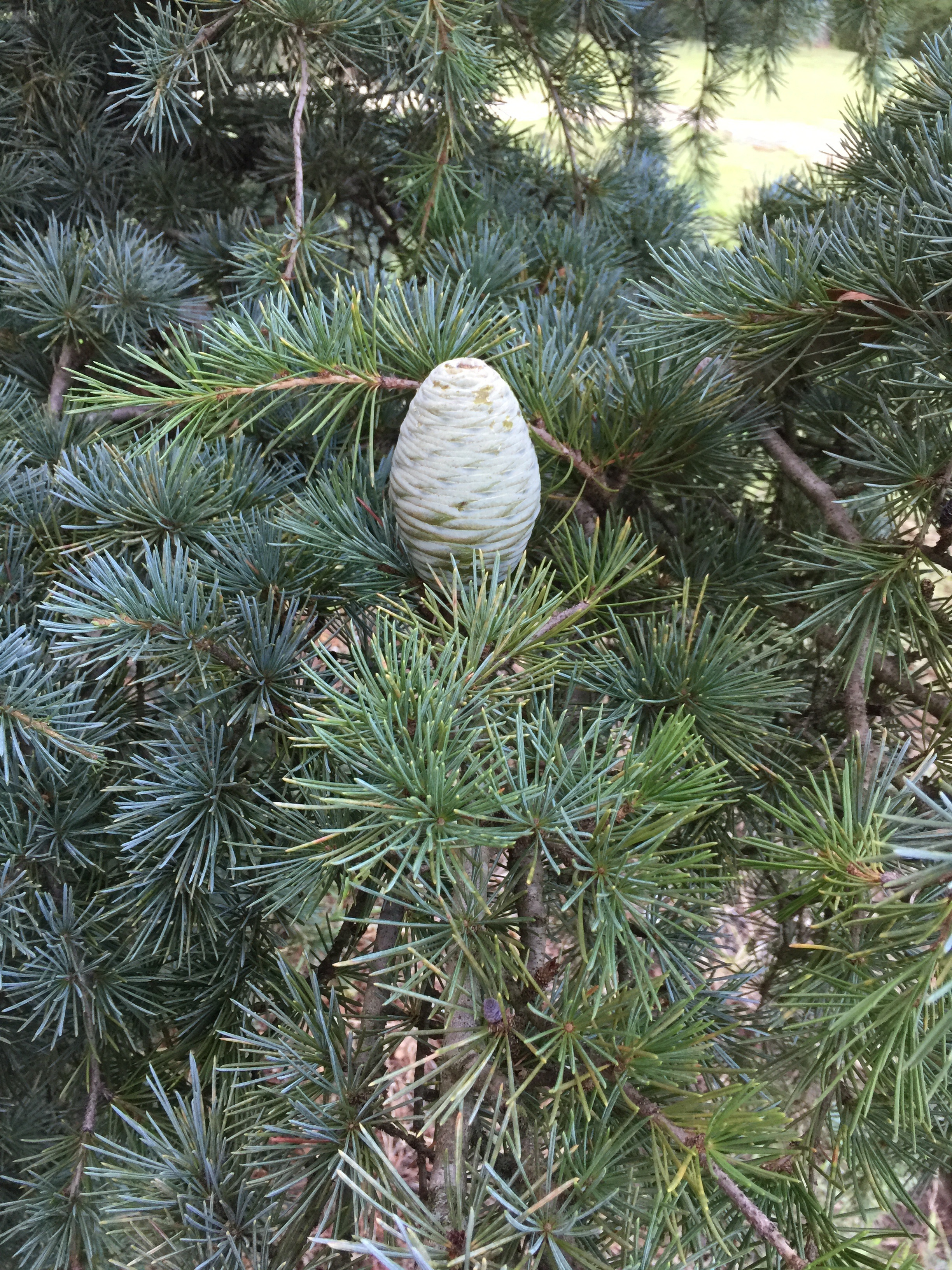 Cedrus libani 