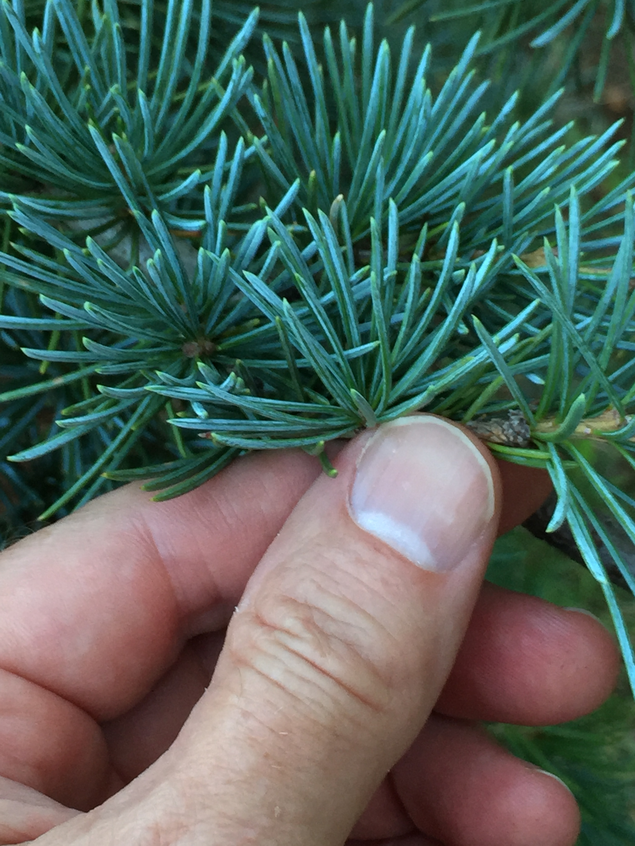 Cedrus libani 