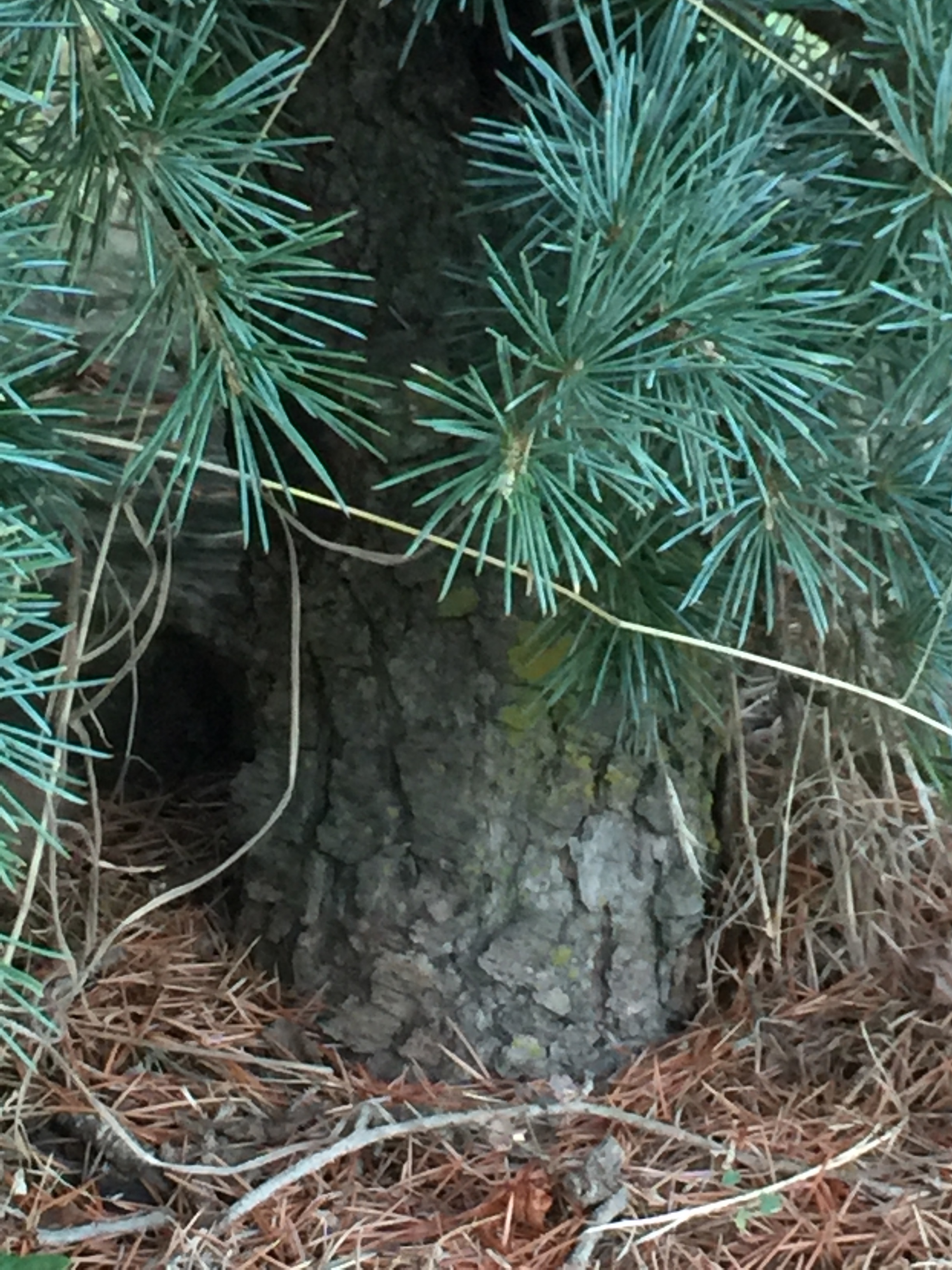 Cedrus libani 