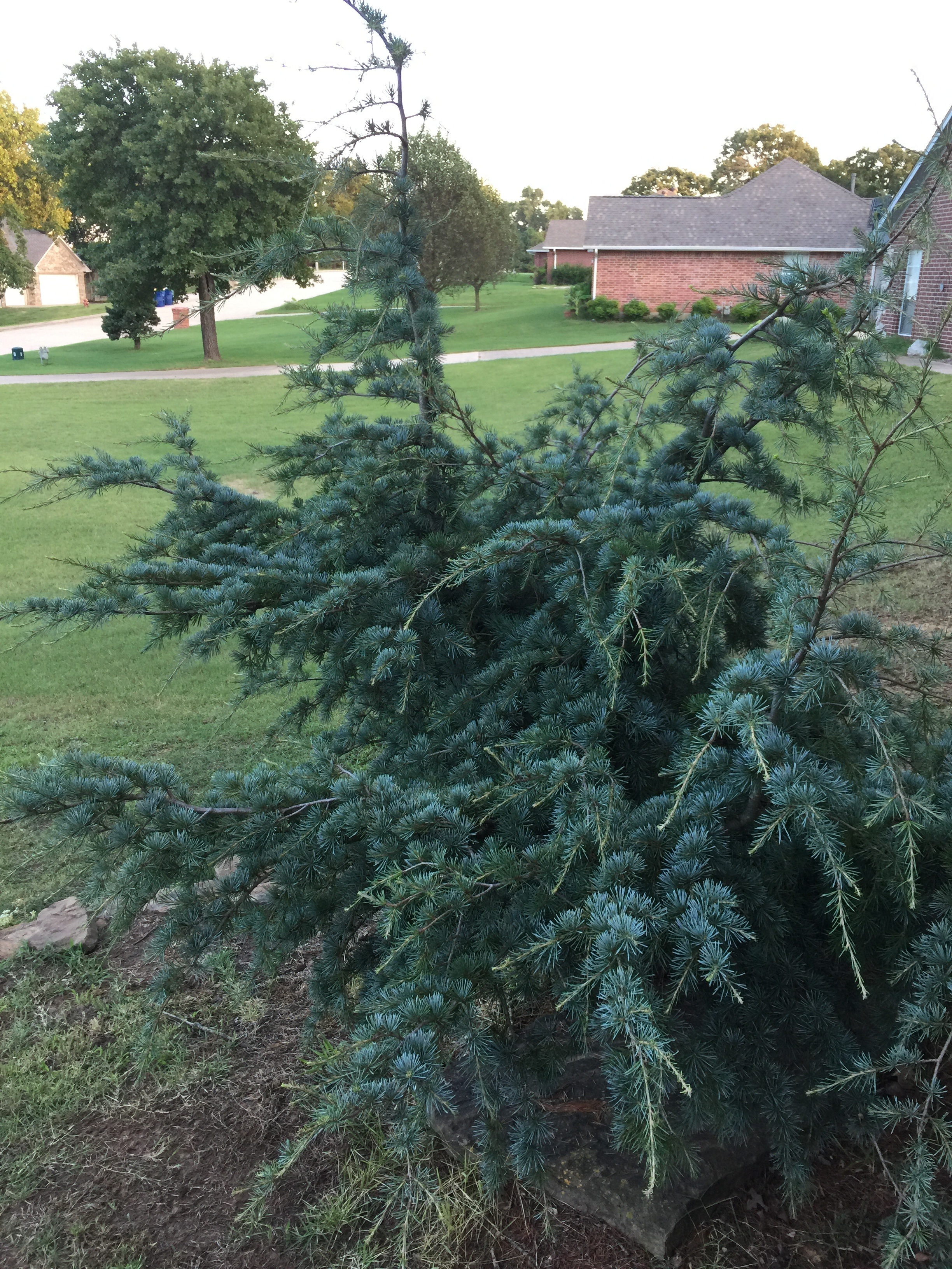 Cedrus libani 