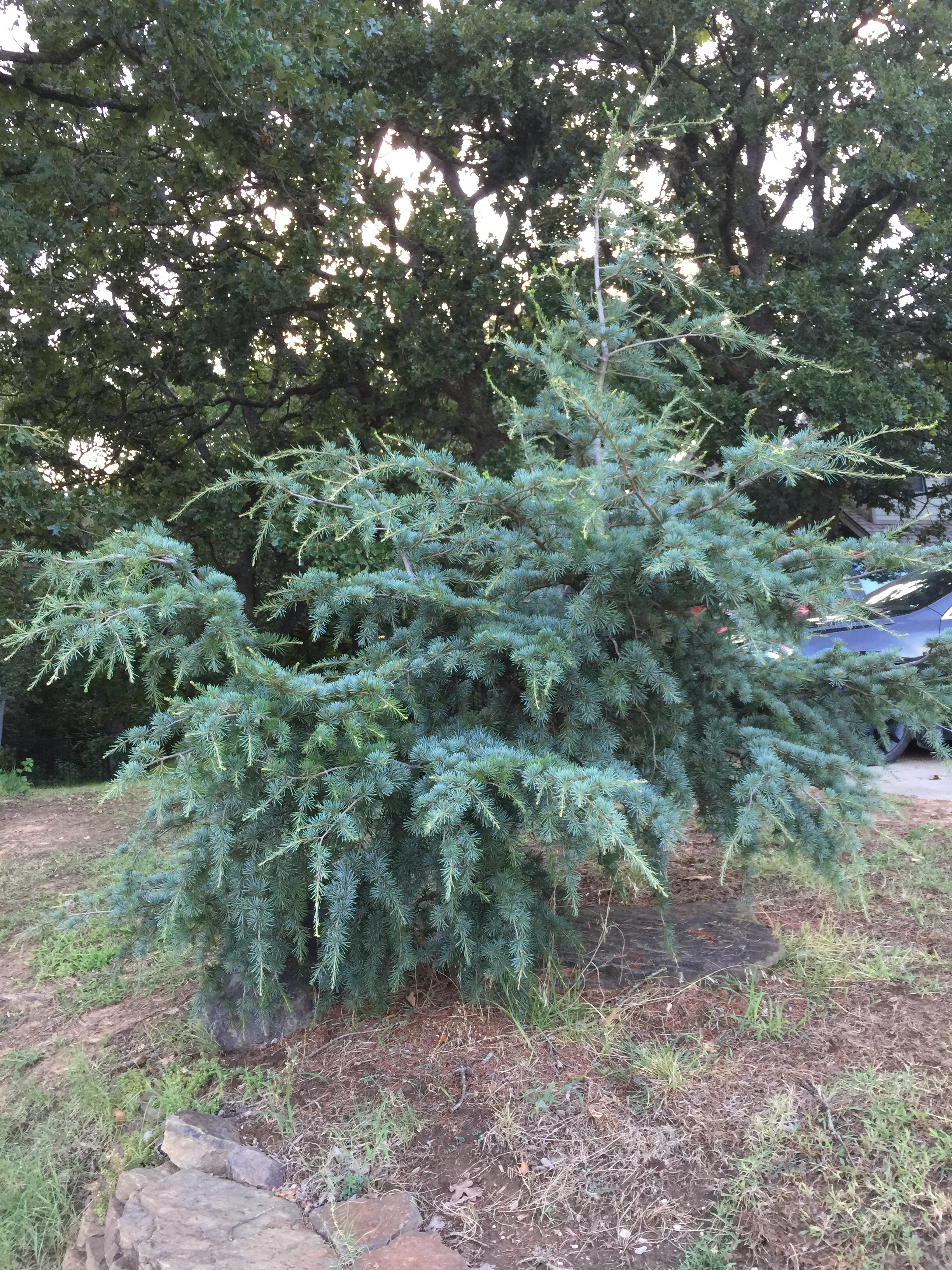 Cedrus libani 