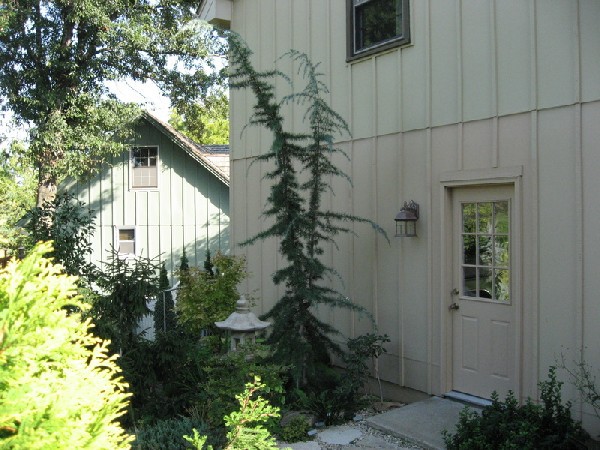 Cedrus libani 