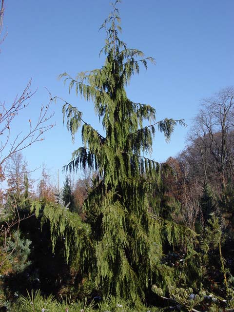 Cupressus nootkatensis 