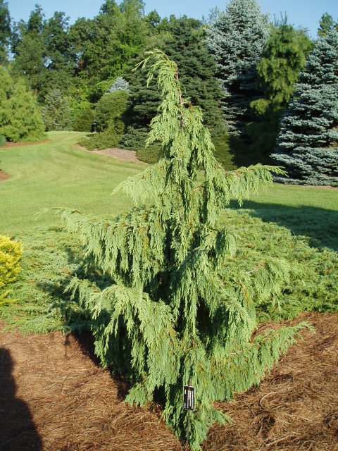 Cupressus nootkatensis 