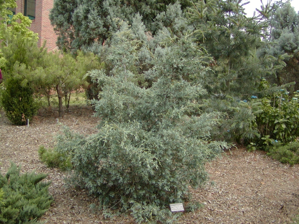 Chamaecyparis thyoides 