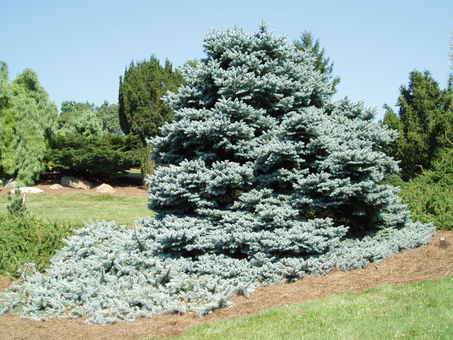 Picea pungens 