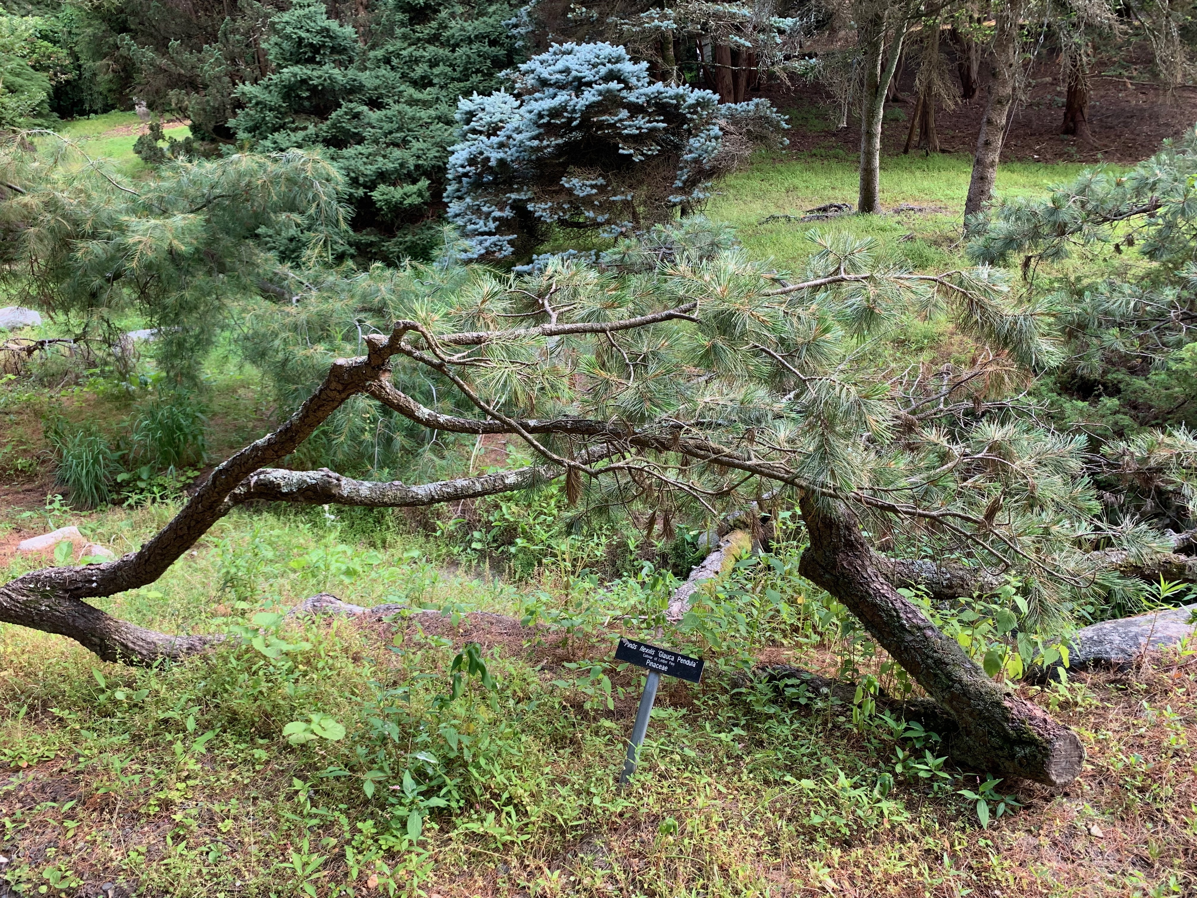 Pinus flexilis 