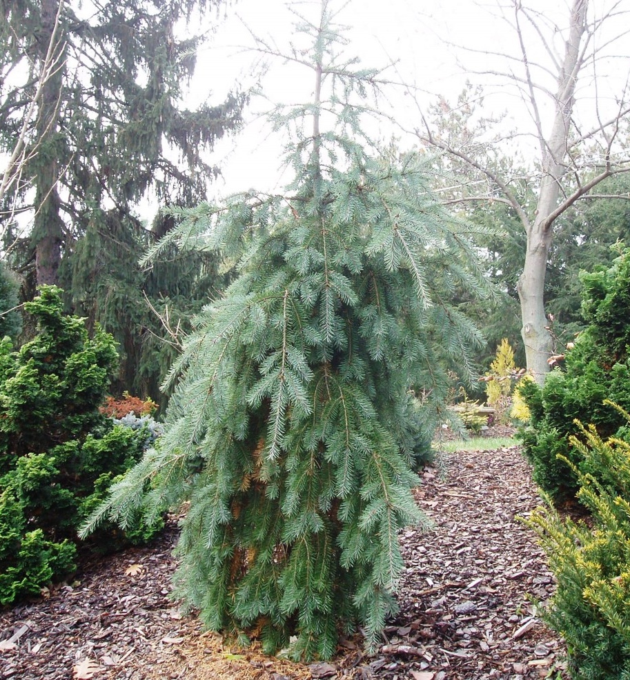 Pseudotsuga menziesii 