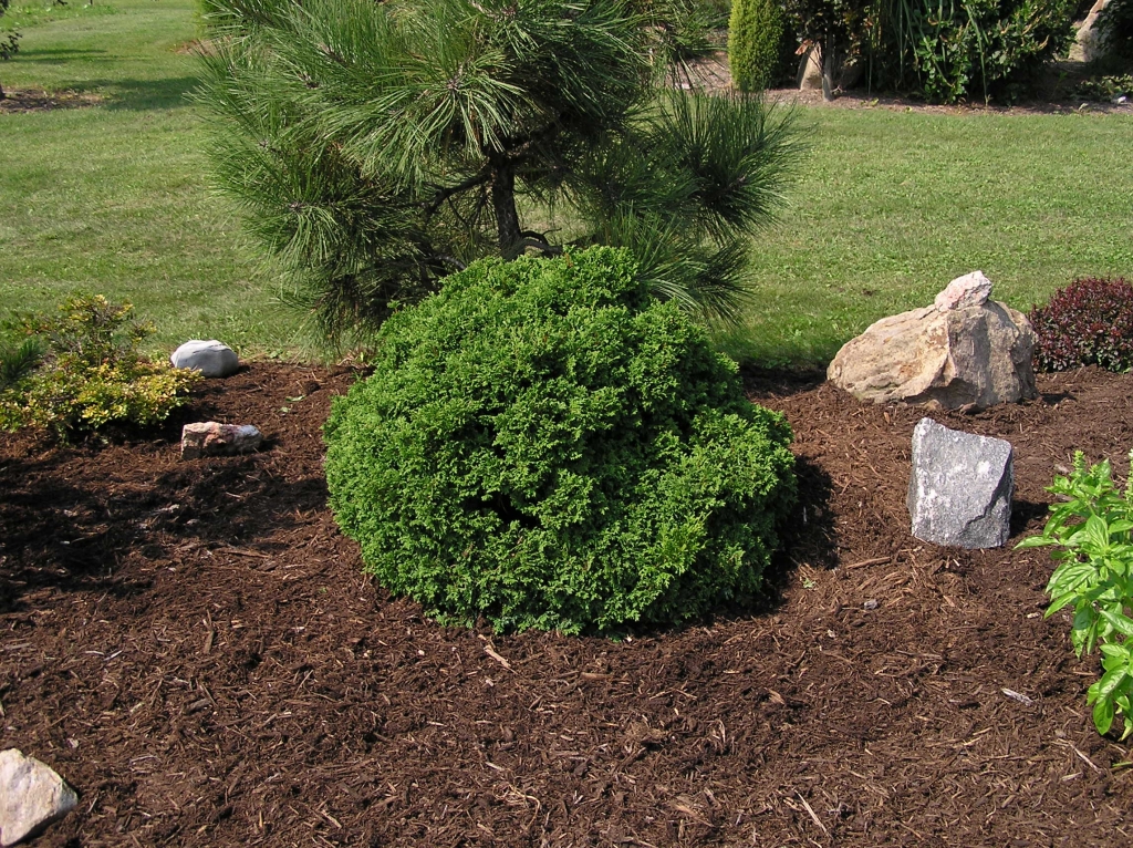 Chamaecyparis pisifera 