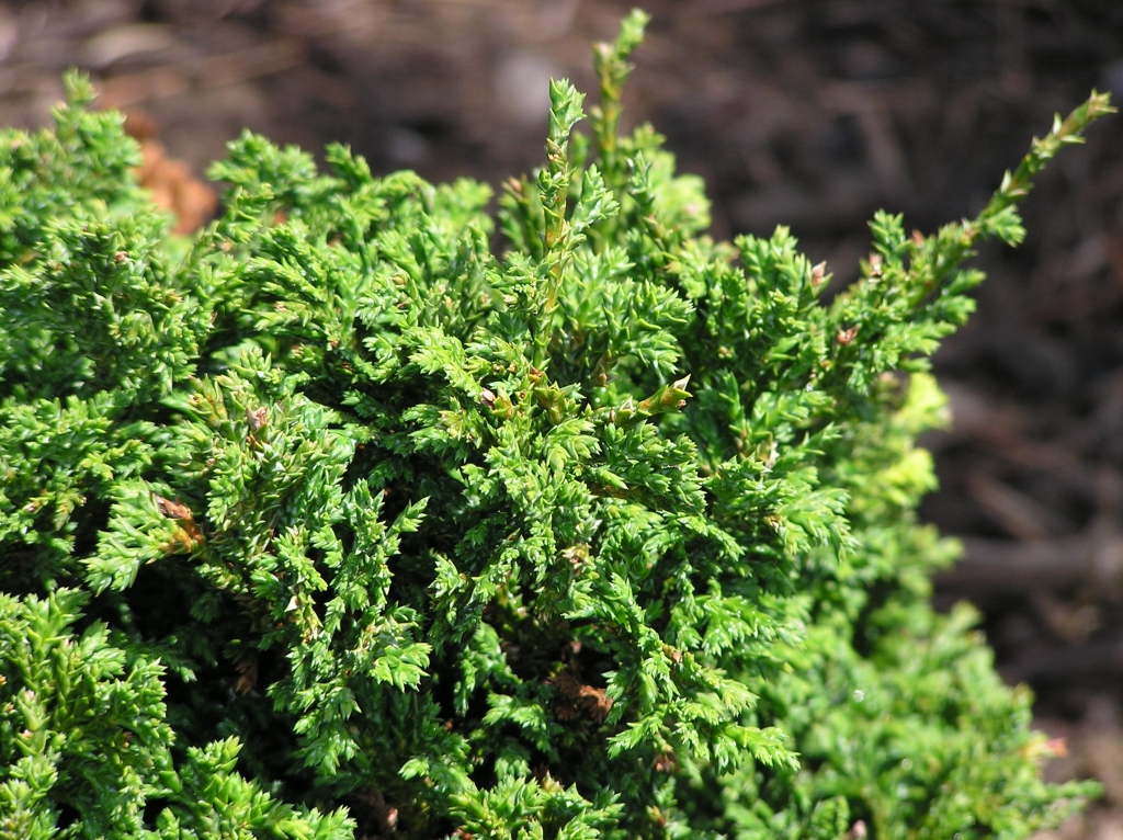 Chamaecyparis pisifera 