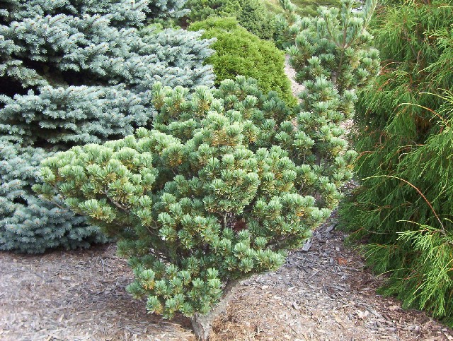 Pinus parviflora 