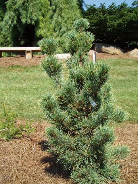 Pinus cembra 